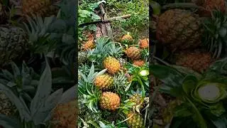 our pineapple garden...