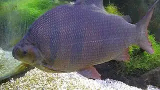 SIX BANDED DISTICHODUS*Distichodus sexfasciatus*AQUARIUM BIG FISH*Distichodus Sexfasciatus*BIG TANK*