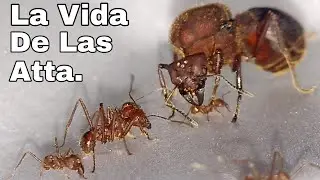 La Vida de las Hormigas Atta.
