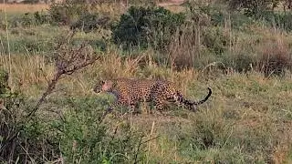 Stalking leopard in Africa #bigcat 