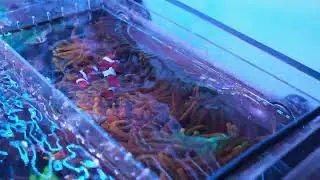 Reef Tanks Updates August 2024