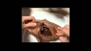 chocolate cupcake meme with a cat | #dailymemes
