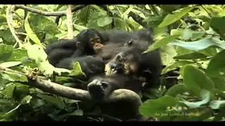 Nesting