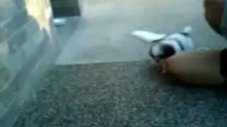 Constipuppy - constipated puppy