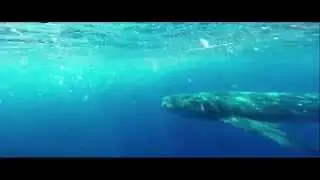 WSORC Marine Conservation Internship