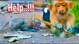 Help..! A little monkey Rockstar is crying to call his mother to help because of the big man monkey