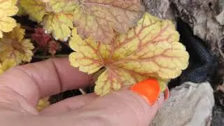 Как выглядит гейхера Electric lime весной