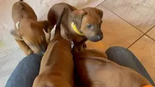 Rhodesian Ridgeback Welpen - auf den Tag genau 5 Wochen alt 🥳