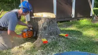 Big Popcorn tree stump  (Chinese Tallow)
