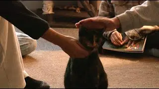 Cheyenne&rsquo;s only cat caf&eacute; to close after nearly three years, leaving community impact behind