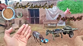 A Peaceful Life in The Village 🙂 Aaj Sardi Buhat Zyada Thi 😶‍🌫️