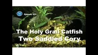 Holy Grail Catfish the Two Saddled Cory Cat | Episode 203
