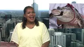 Humboldt Park's Chance the snapper CAPTURED!!! (ESPA&Ntilde;OL)