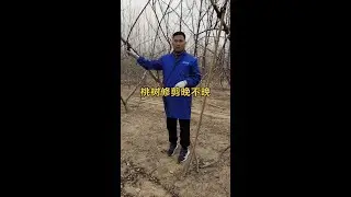 桃树继续修剪 #农业技术推广 #桃树修剪 #抖音助农
