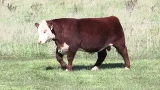 Bonebrake 300M