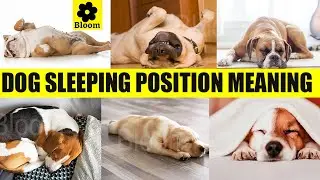 What Your Dog Sleeping Positions Reveal About Their Health and Well-being