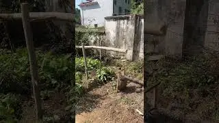 Innovative Hydraulic Lever Tech, Tapping Repels Birds, Eco Farm Pest Control Solution