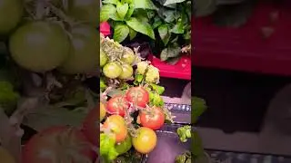 Hydroponics &bull;DWC Cherry Tomatoes  Nutrient Change  Pruning  Indoor Gardening  Garden Update #shorts
