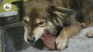 Calm Dog ASMR | Dried Pig Ear Chewing & Licking &ndash; Pepino (First Time)