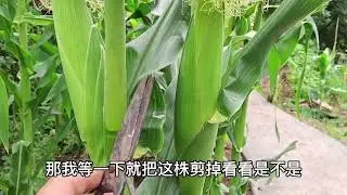 玉米修剪后能防虫增产，这样的一番操作真的有用吗？看下明白了