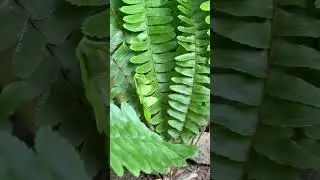 Fern plant from garden#subscribe #garden #cutflowers #motivation #plants