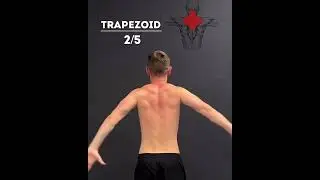 Essential Scapula Mobility ⚡️