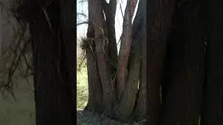 #весна❤#верба#jьva#Salix🌳capreaL.#багниця#willow#тал#tol#ტირიფი#верба#saule#الصفصاف#विलो#собаки🐈#мох