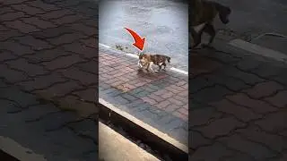 Кошка-мать спасает котенка #кот #милый #любовь