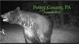 Potter County, PA trail camera video.  Summer 2022