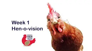 BHWT Education - Week 1 - Hen-o-vision