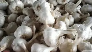बेस्ट Best G2 qwality garlic price@chhotisadri mandi bhav