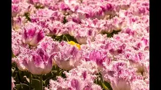 Spring flowers in Provence