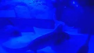 Gecko vision nocturna