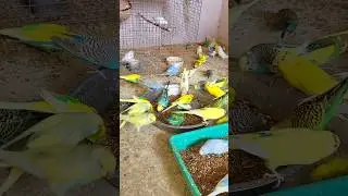 winter ☃️❄️ powerful seed mix for all exotic birds #birds #budgies #birdfarm #birdfood #birdbuddy