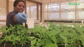 Revolutionizing Cassava Farming in Nigeria and Tanzania: BASICS-II Success Story (2020-2025)