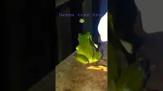 #GreenTreeFrog  #QueenslandFrogs  #kermit #InOurBackyard