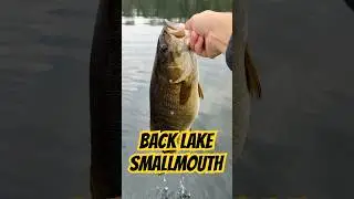 Smallmouth Bass Fishing Ontario #bassfishing