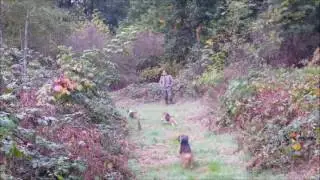 Sangliers qui sortent du roncier, &ccedil;a d&eacute;m&eacute;nage !