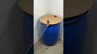 Shocking! Hunger tricks mouse badly, trap is set perfectly #mouse #trap #hunger