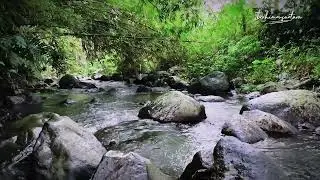 Forest streams flows, relaxing Nature Sounds, birds Chirphing || ASMR || THERAPY Meditation 