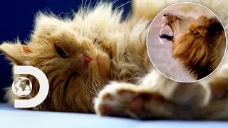 Why Do Cats Purr But Lions Don't? | How Do Animals Do That?