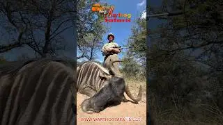 Blue Wildebeest Throphy #wildlifesafaris #wildlife #wildlifeentertainment