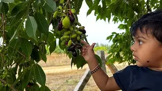 Jamun Fruit Farming #jamunfruit #agriculture #karnataka #india