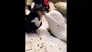 😍🐬💦❤️  #dolphin #shorts #tiktok #world #love #manikemagehithe