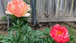 Coral Sunset Peony.
