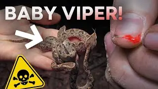 САМЫЕ МИЛЫЕ ДЕТЕНЫШИ ЗМЕИ НА СВЕТЕ? СМЕРТЕЛЬНЫЕ МАЛАЙСКИЕ ЗМЕИ!