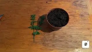 /TUTO/ Bouturage de Jasmin d&rsquo;hiver
