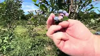 Picking Fresh Produce- Pick Your Own Food #CherrywoodFarm  #BackHomeAgain