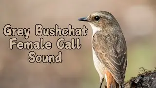 Grey Bushchat Female Call Sound | Incredible Bird Calls | Dark-gray Bushchat Female Bird Call Sound