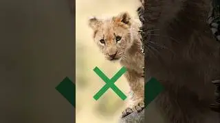 Halal vs Haram Animals.#islamicvideo #halalandharam